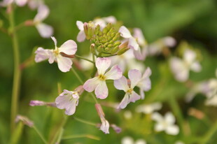 婺源清新白色小花绽放