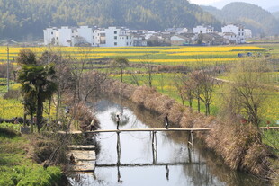 婺源乡村河畔春日田园风光