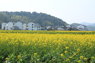 婺源春日油菜花田与远处民居