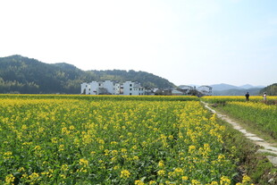 婺源春日油菜田中的乡间小径