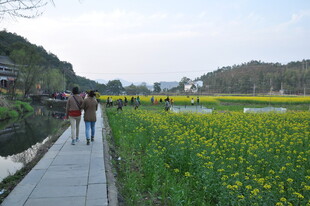 婺源漫步油菜花海小道