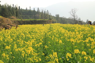 婺源金黄油菜花田的春日美景