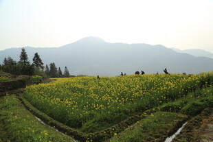 婺源山间油菜田 美景如画