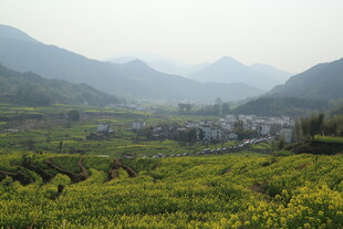 婺源春日山间油菜花田美景