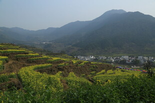 婺源山间梯田油菜花美景