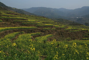 婺源山间梯田油菜花美景