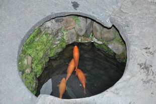 婺源圆洞中的金鱼姿态优美