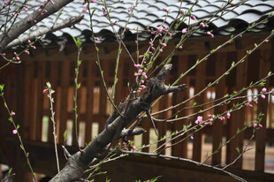 婺源枝头绽新花 古朴景致美