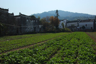 婺源乡村田园风光 宁静村落