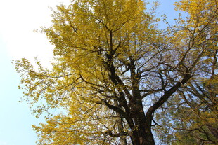 婺源秋日金黄银杏树