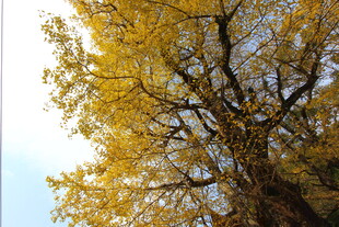 婺源金黄银杏大树仰望视角