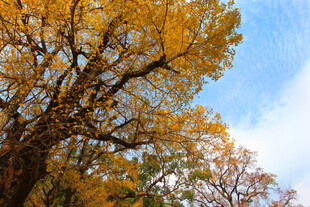 婺源秋日金黄树冠与蓝天