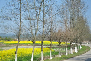 婺源春日乡间小路旁的油菜花海