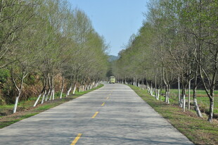 婺源林间笔直公路 绿意盎然