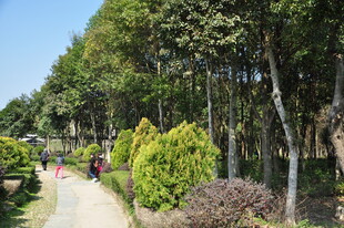 婺源林间漫步小道 绿植环绕