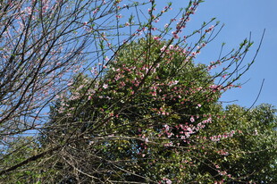 婺源枝头绽粉花 蓝天映春色