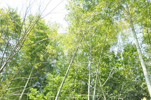 婺源茂密竹林 绿意盎然