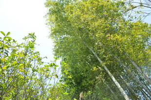 婺源翠绿竹林 挺拔竹影