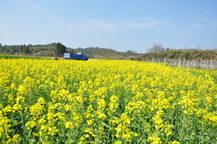 婺源金黄油菜花田中的蓝色车辆