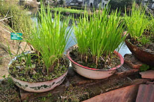 婺源盆中嫩绿秧苗生机盎然