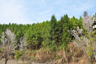婺源山林春色 树木繁茂景致美