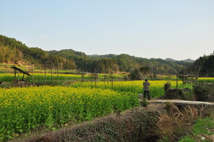 婺源田园风光中的劳作场景