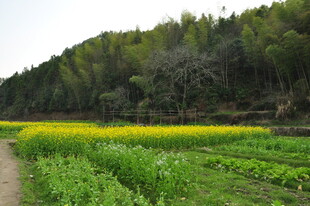婺源田园油菜田与林间小道