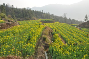 婺源春日梯田油菜花田美景