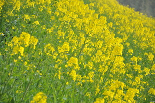 婺源金黄灿烂的油菜花田