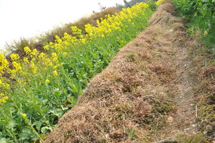 婺源田野中的油菜花田