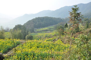 婺源山间烂漫花田景色