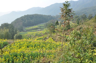 婺源山间黄花烂漫的美丽景致