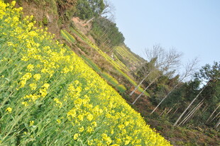 婺源山坡上的灿烂油菜花田