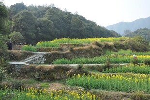 婺源山间多彩梯田田园美景