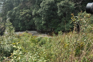 婺源野外繁茂植被与树木景观