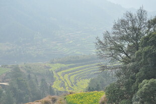 婺源山间梯田美景