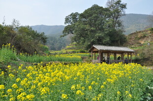 婺源田园黄花间的休憩小亭