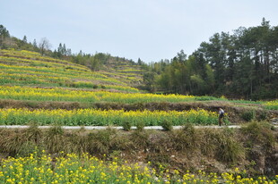婺源山间多彩梯田田园美景