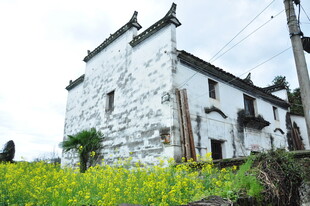 婺源白墙古宅旁的灿烂油菜花