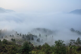 婺源山间晨雾缭绕的森林美景