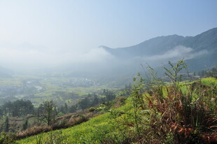婺源山间晨景 绿意盎然