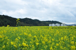 婺源金黄油菜田 远山云雾景