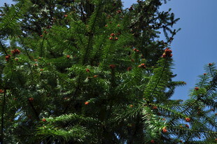 婺源翠绿松枝上的红色果实