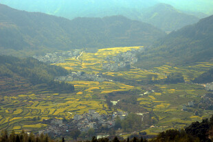 婺源山间金黄田野美丽风光
