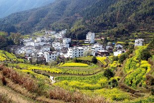 婺源山间村落与金黄梯田美景