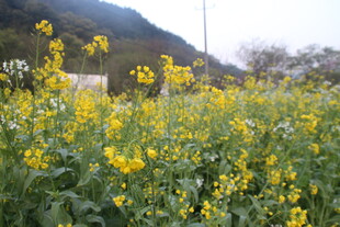婺源春日油菜花海美景