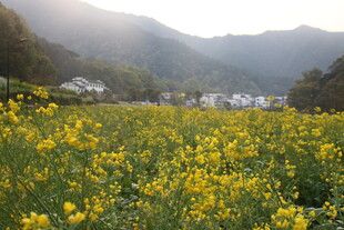 婺源春日油菜花海乡村美景