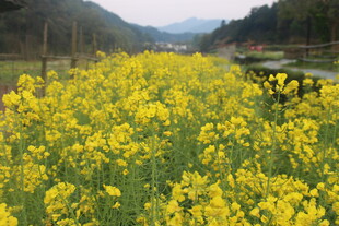 婺源金黄油菜花海田园风光