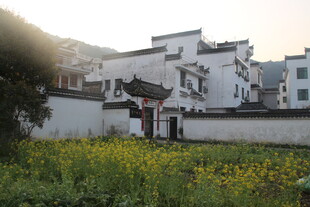 婺源徽派村落前的烂漫花田