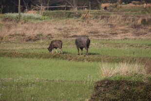 婺源田野中吃草的两头水牛